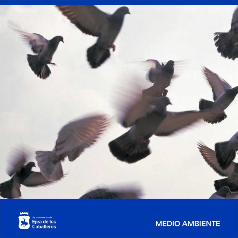 Lee más sobre el artículo El Ayuntamiento de Ejea de los Caballeros y la Cooperativa Virgen de la Oliva colaboran para controlar la sobrepoblación de palomas