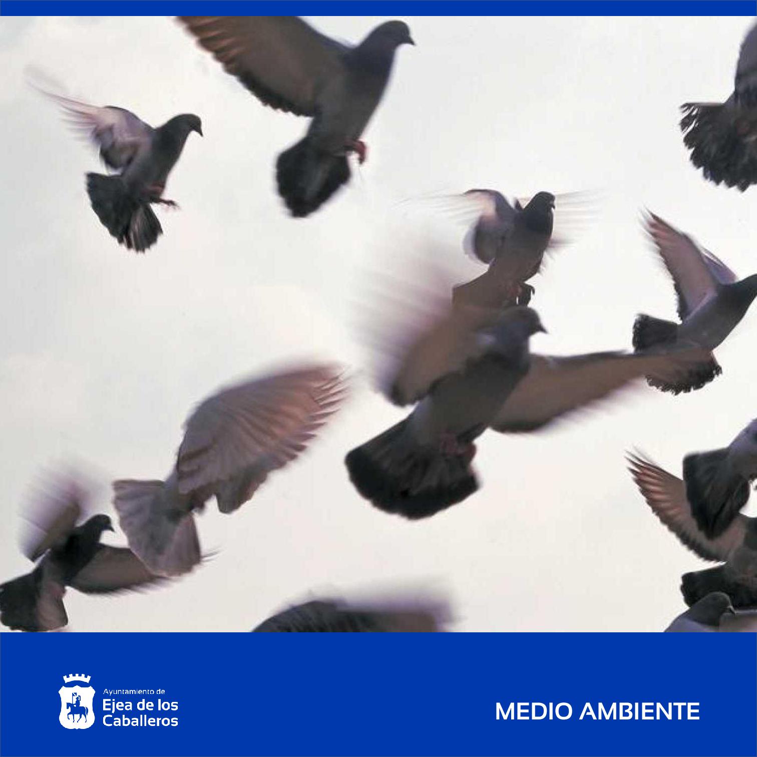 En este momento estás viendo El Ayuntamiento de Ejea de los Caballeros y la Cooperativa Virgen de la Oliva colaboran para controlar la sobrepoblación de palomas