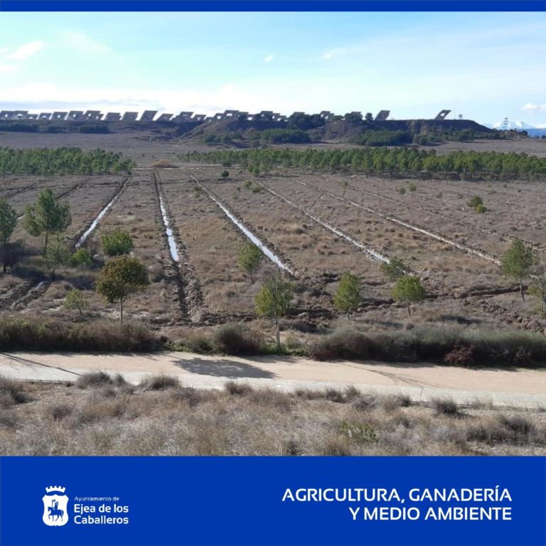 Lee más sobre el artículo Se repueblan 9 hectáreas de arbolado en los bosquetes de los Pueblos de Ejea para luchar contra el cambio climático