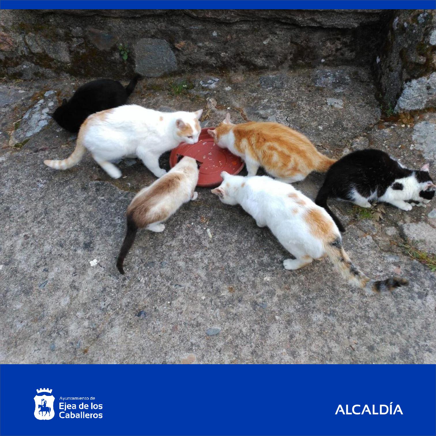 En este momento estás viendo El Ayuntamiento de Ejea aprueba implantar progresivamente el método CER en colonias felinas