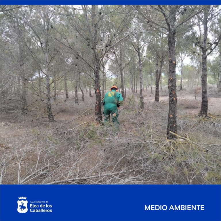 Lee más sobre el artículo Tratamiento selvícola de poda en los pinares del Monte Valdemanzana, paraje “Valdecarro” de Ejea