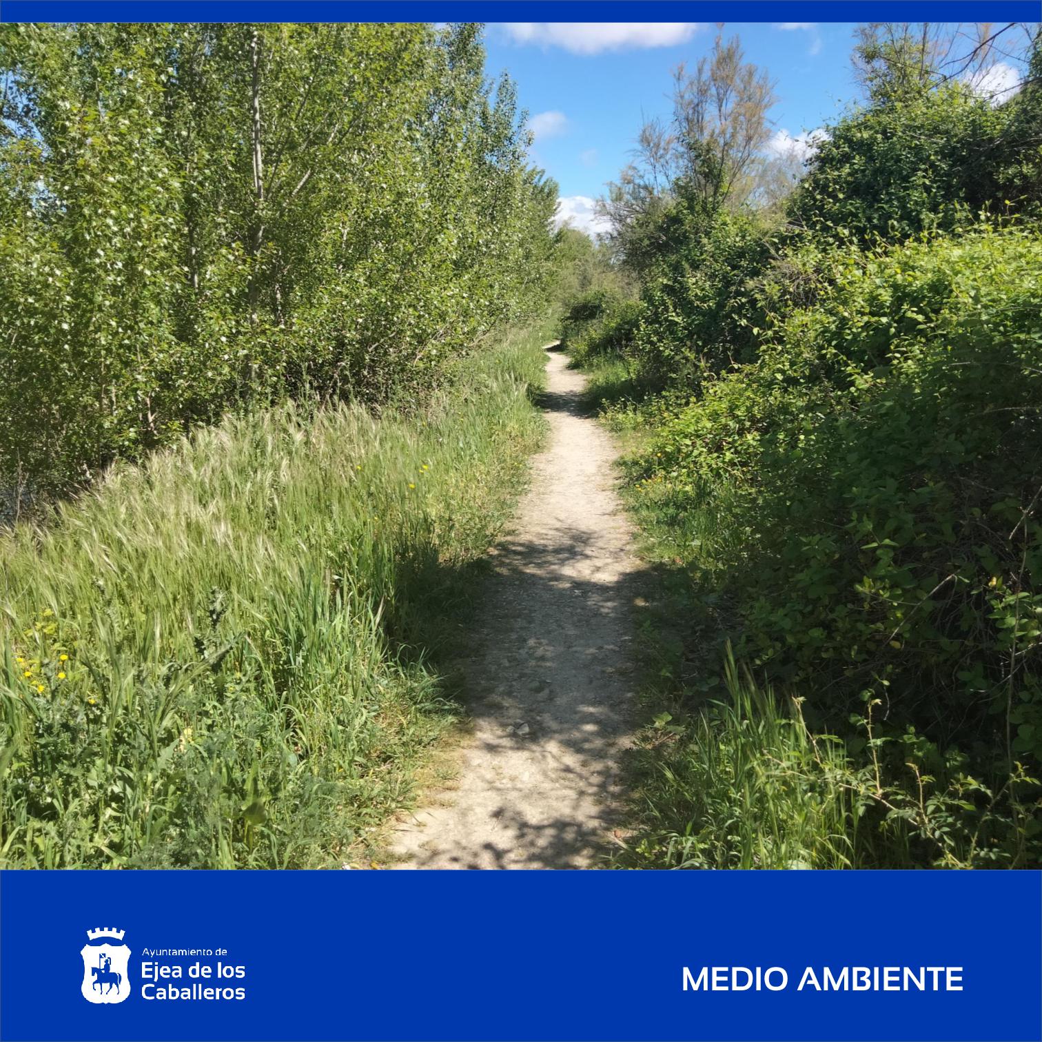 En este momento estás viendo Trabajos de mantenimiento de las márgenes del río Arba de Luesia, a su paso por el casco urbano de Ejea