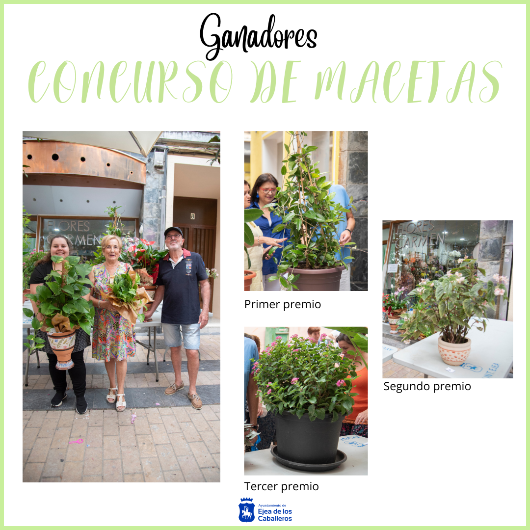 En este momento estás viendo Una hoya carnosa, una begoña robusta y una lantana, las plantas ganadoras del concurso de macetas 2024 de las fiestas de la Virgen de la Oliva