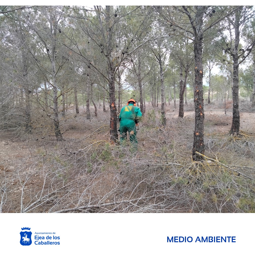 En este momento estás viendo Actuaciones de poda y triturado de restos vegetales de pinares en bosquetes