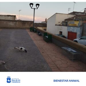 Lee más sobre el artículo 70 esterilizaciones y 10 adopciones de gatos callejeros: conoce las 3 primeras actuaciones del programa de gestión de colonias felinas