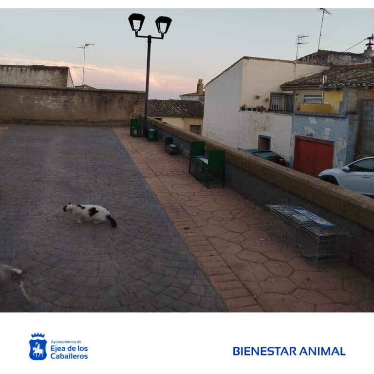 Lee más sobre el artículo 70 esterilizaciones y 10 adopciones de gatos callejeros: conoce las 3 primeras actuaciones del programa de gestión de colonias felinas