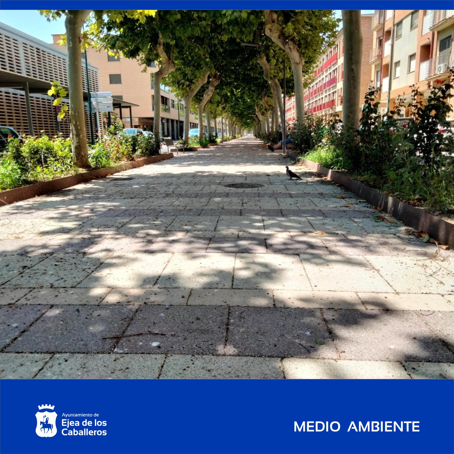 En este momento estás viendo El Ayuntamiento de Ejea va a llevar a cabo varias actuaciones para el control de aves, gorriones y estorninos en el Paseo Constitución