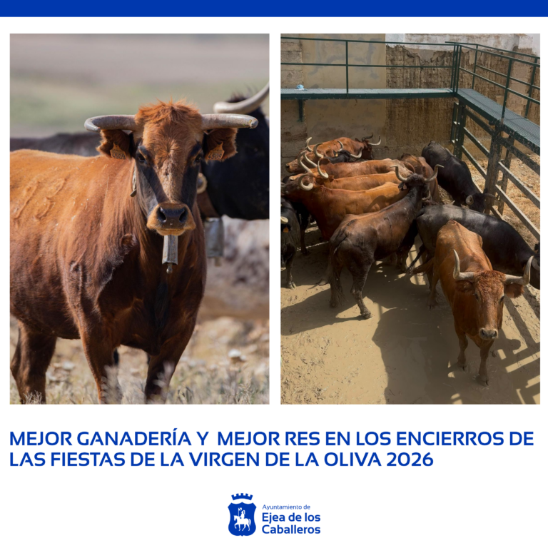 Lee más sobre el artículo Premios para la mejor ganadería y la mejor res en los en los encierros de las fiestas de la Virgen de la Oliva